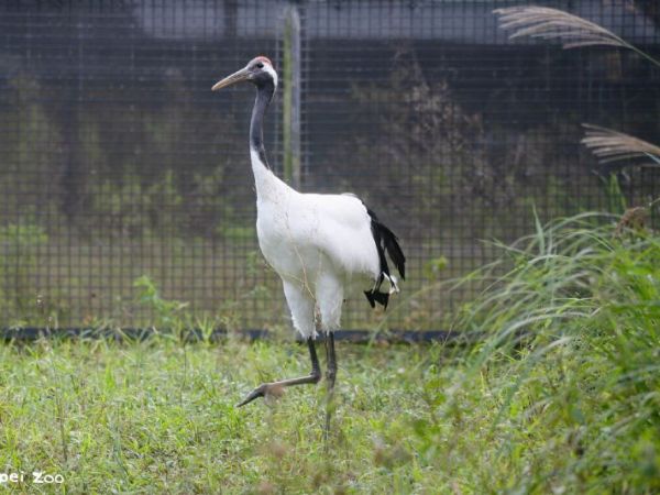 回家囉！丹頂鶴Big與Kika重返翻新家園，冬日相見歡邀你一起聽故事